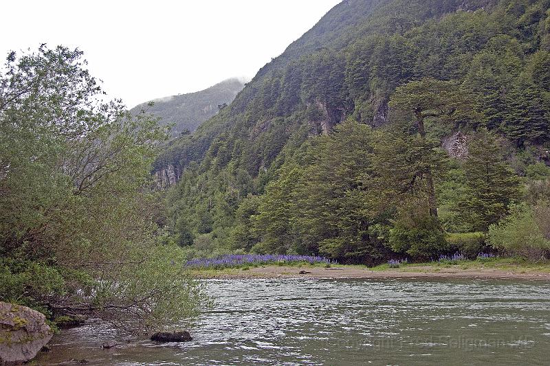 20071218 092216 D2X 4200x2800.jpg - Along the Carretera Austral Roadway from Puerto Chicabuco to Coyhaique a distance of abut 40 miles, the mist hangs low as dozens of rivers and waterfalls wend their way through the rocky formations to the Rio Simpson